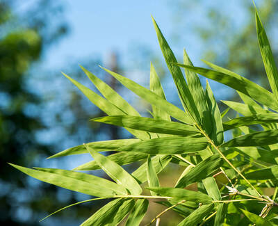Image of Bamboo Powder