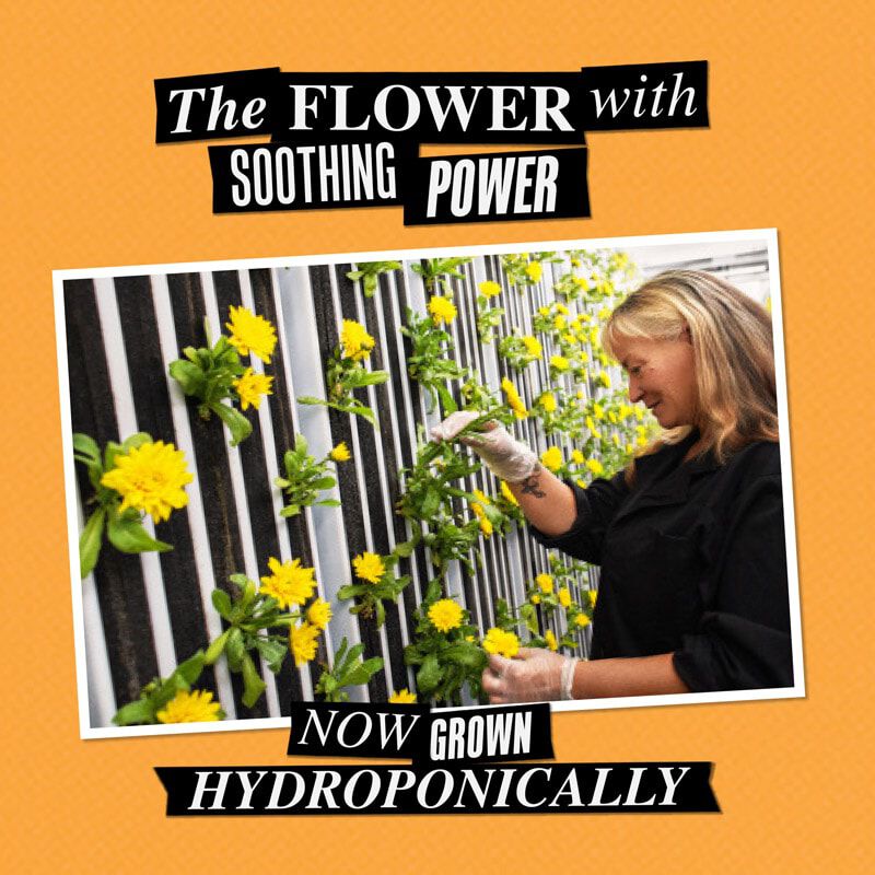 تونر بخلاصة الآذريون العشبي